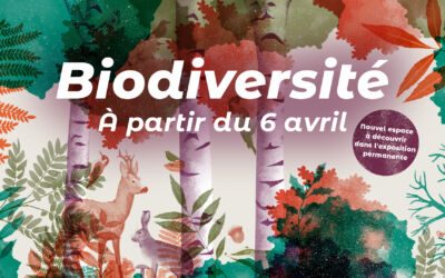 Toulouse : « Biodiversité », nouvel espace d’exposition permanent à découvrir au Muséum à partir du 6 avril