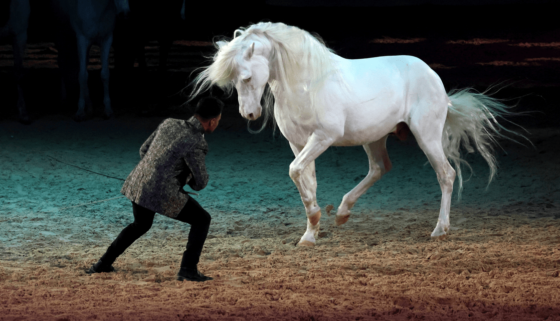 Avignon : les arts équestres à l’honneur de la 39ᵉ édition du festival Cheval Passion, du 15 au 19 janvier